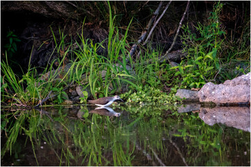 Waldwasserläufer