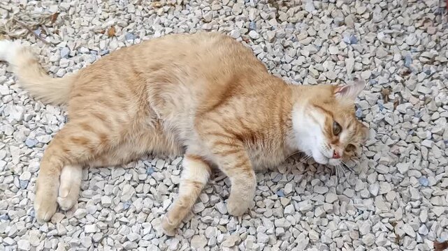 chat roux allong&eacute; sur une all&eacute;e de cailloux