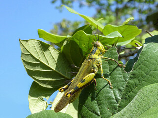 Green grasshopper sitting on the leaf and eating