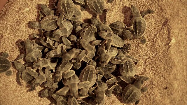 Beautiful pattern tortoiseshell hawksbill sea turtle sand beach Iran wildlife nature landscape night animal turtle group aquatic baby tiny hatchling persian Gulf crawl ocean survival dawn darkness uae