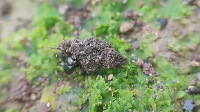 dung beetle on the ground