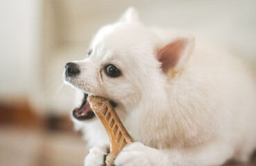 Fototapeta premium White dog pomeranian playing wooden stick for teeth lifestyles with pet parent