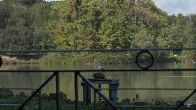 seagull on the lake of Villa pamphili in Rome in sunny day. High quality 4k footage