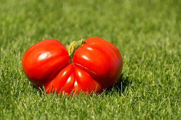 Close up shot of a huge ripe red tomato weighing 1 kilogram lying on juicy green grass. Advertising concept for ketchup, tomato juice and other brands.
