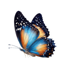 Close-up butterfly its wings spread out has beautiful Very beautiful blue yellow