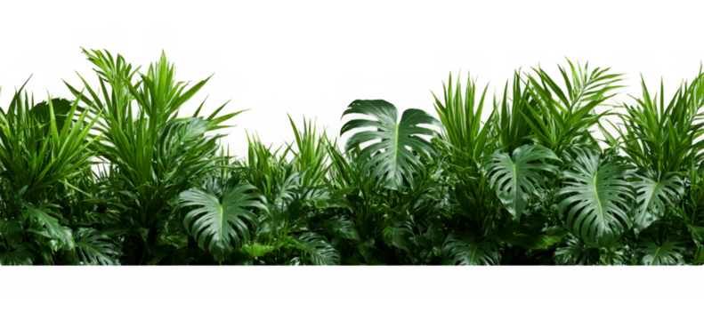 Close-up group green plants plants are arranged horizontal Beautiful composition with fern