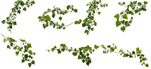 Collection six different types ivy leaves leaves are Set of green leaves