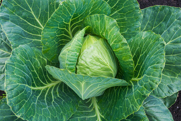 Obraz premium One large head of cabbage in leaves in the garden on a bed. Vegetable harvest