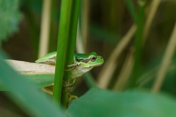 A cute european tree frog (Hyla arborea) sits on a reed leaf. Portrait of small green frog.

