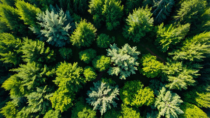 Fototapeta premium Aerial view of lush green forest with various tree species, showcasing nature's vibrant beauty.