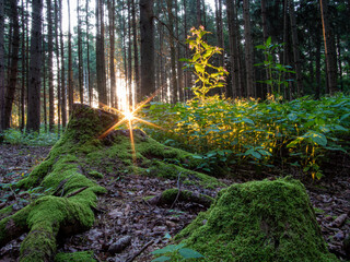 forest in the morning