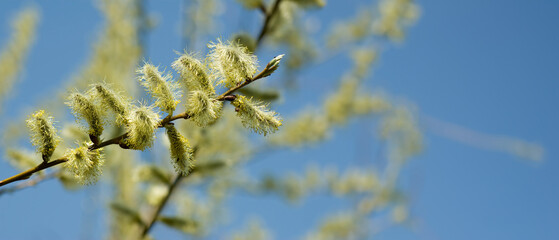 A Single Willow Branch Reaches Towards a Spring Sky