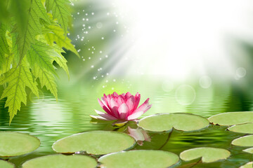 A Single Pink Lotus Blossom in a Sunlit Pond