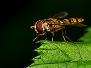 fly