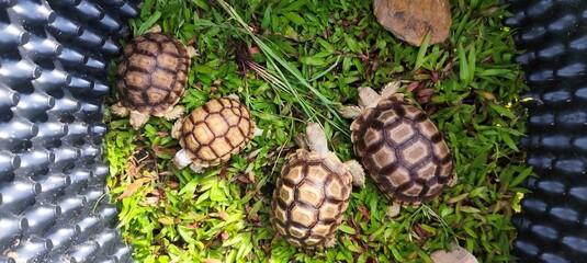 Small turtle is eating grass.