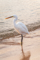 Great egret (Ardea alba), a medium-sized white heron fishing on the sea beach
