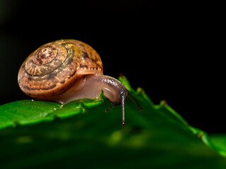 snail on a leaf