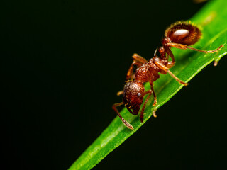 ant on leaf