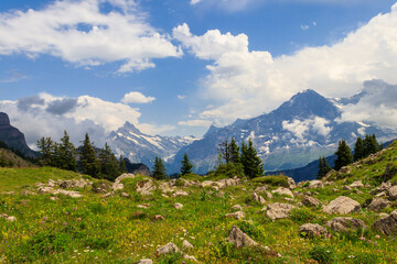 Panoramic view of snow-covered Swiss Alps and green flowering alpine meadow near Schynige Platte in Bernese Oberland, Switzerland