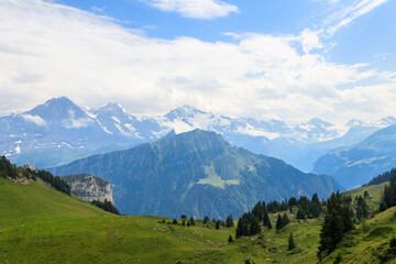 Panoramic view of snow-covered Swiss Alps and green flowering alpine meadow near Schynige Platte in Bernese Oberland, Switzerland