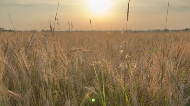 Ripe ears of wheat in the light of the setting sun. High quality 4k footage