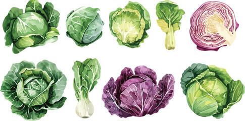 Hand-Drawn Watercolor Illustration of Fresh Vegetables, Featuring Cabbage and Bok Choy, Detailed and Vibrant Artwork Ideal for Culinary Design, Recipe Books, and Food-Themed Projects