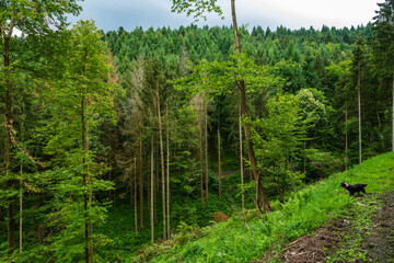 Déboisement des forêts vosgiennes : les arbres fragilisés par la crise des scolytes