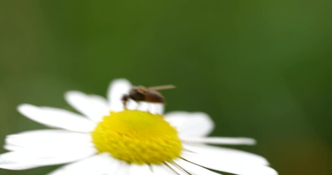 a fly on a daisy. close-up of a fly on a flower. a fly polenizing a flower. a fly feeding on polen