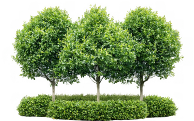 Three trees green leaves white background are arranged Green park landscape