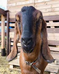 Brown Anglo-Nubian goat looks at the camera. Goat portrait.