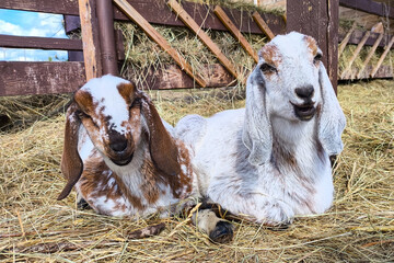 Two little goats look at the camera. Anglo-Nubian goatlings.