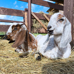 Two Anglo-Nubian goatlings lie on the hay.