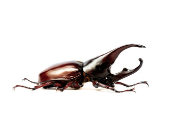 Rhinoceros beetle (Dynastinae) animal closeup (kumbang badak)