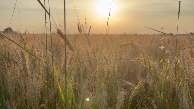 pippo pippo ippo pippo. High quality 4k footage