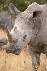 Obraz premium A white rhino with horn for which it is often subjected to poaching, seen in close up showing head and shoulders as it walks through the grasses of its habitat in a game reserve in Africa. 