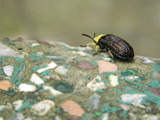 beetle on the rock