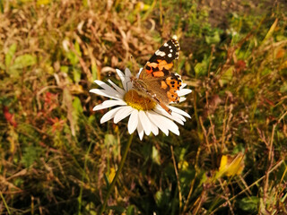 Colorful butterfly sitting on a white chamomile.