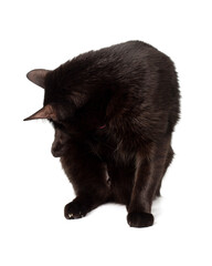 Washing black cat on a white background. The cat sits and licks.