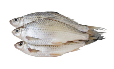 Three freshwater fishes isolated on white background	