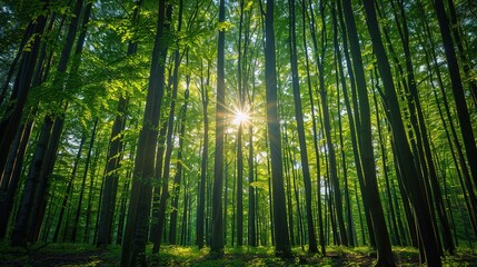 Fototapeta premium Tranquil landscape woods with tall trees reaching for the sky, dappled sunlight filtering through the leaves, creating a serene atmosphere