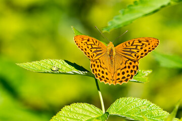 Kaisermantel oder Silberstrich (Argynnis paphia) und Nymphe der Grünen Stinkwanze