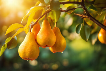Pears Hanging From Tree.  Background with selective focus and copy space