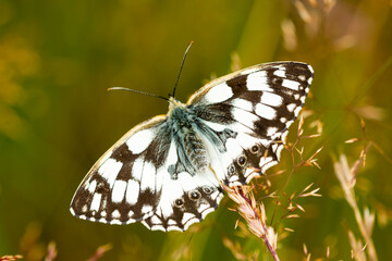 Schachbrett oder Damenbrett (Melanargia galathea) Falter , Männchen