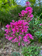 Obraz premium Vibrant Pink Wildflowers Thriving Beautifully in Their Natural Habitat Among Other Flora