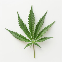 illustration of a legal medical cannabis bud or marijuana flower isolated on white background