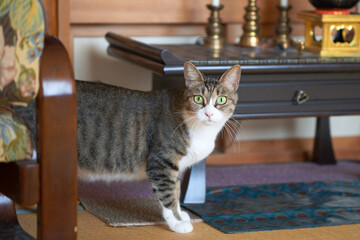 日本のインテリアと猫