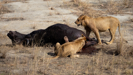 a lioness and sub-adult cubs feeding on a buffalo carcass