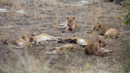 a lion pride resting in the shade
