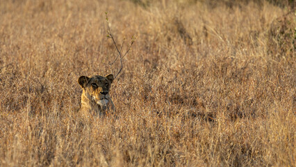 a lioness resting in tall grass