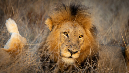 a mature male lion in golden light